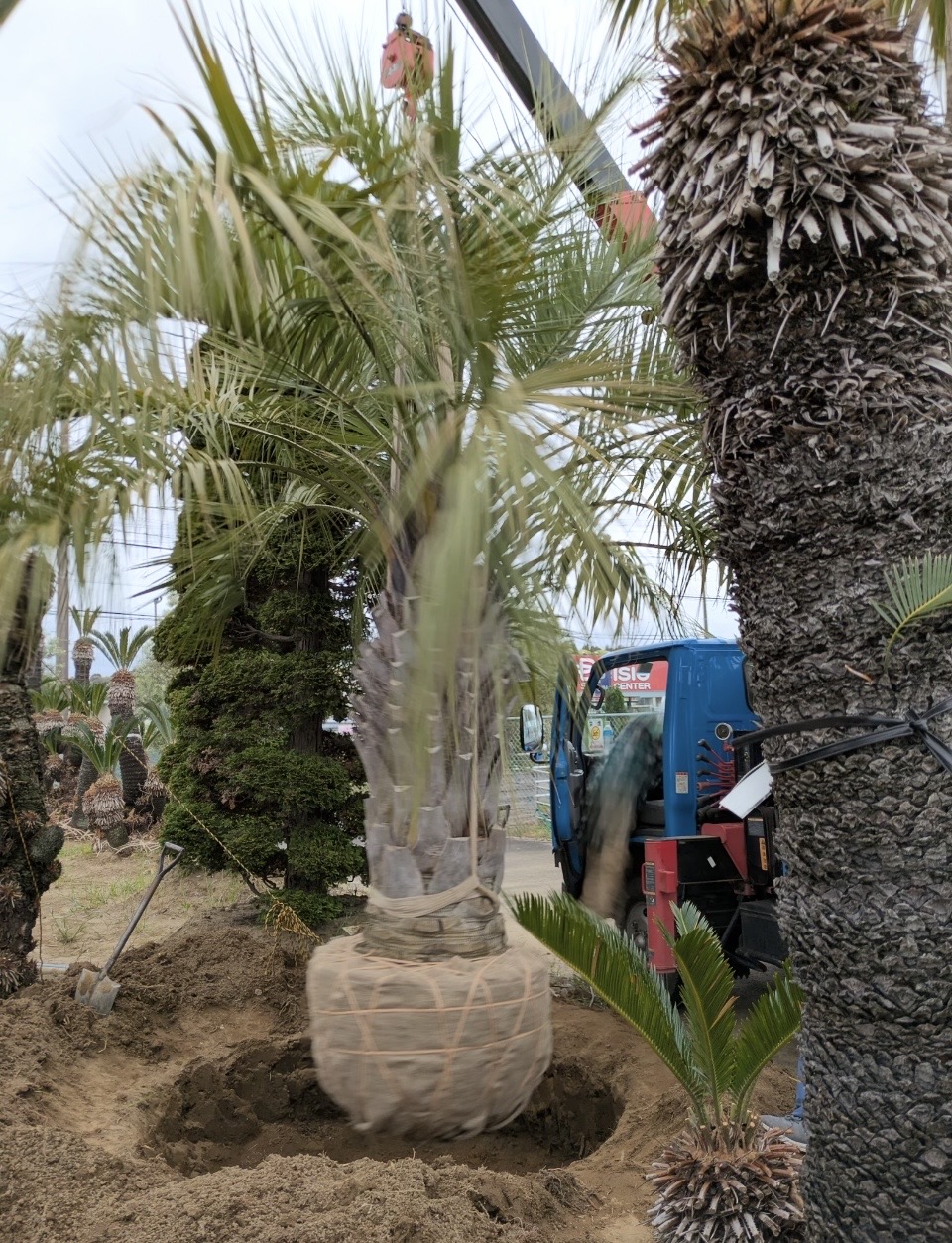 植栽・移植作業の写真