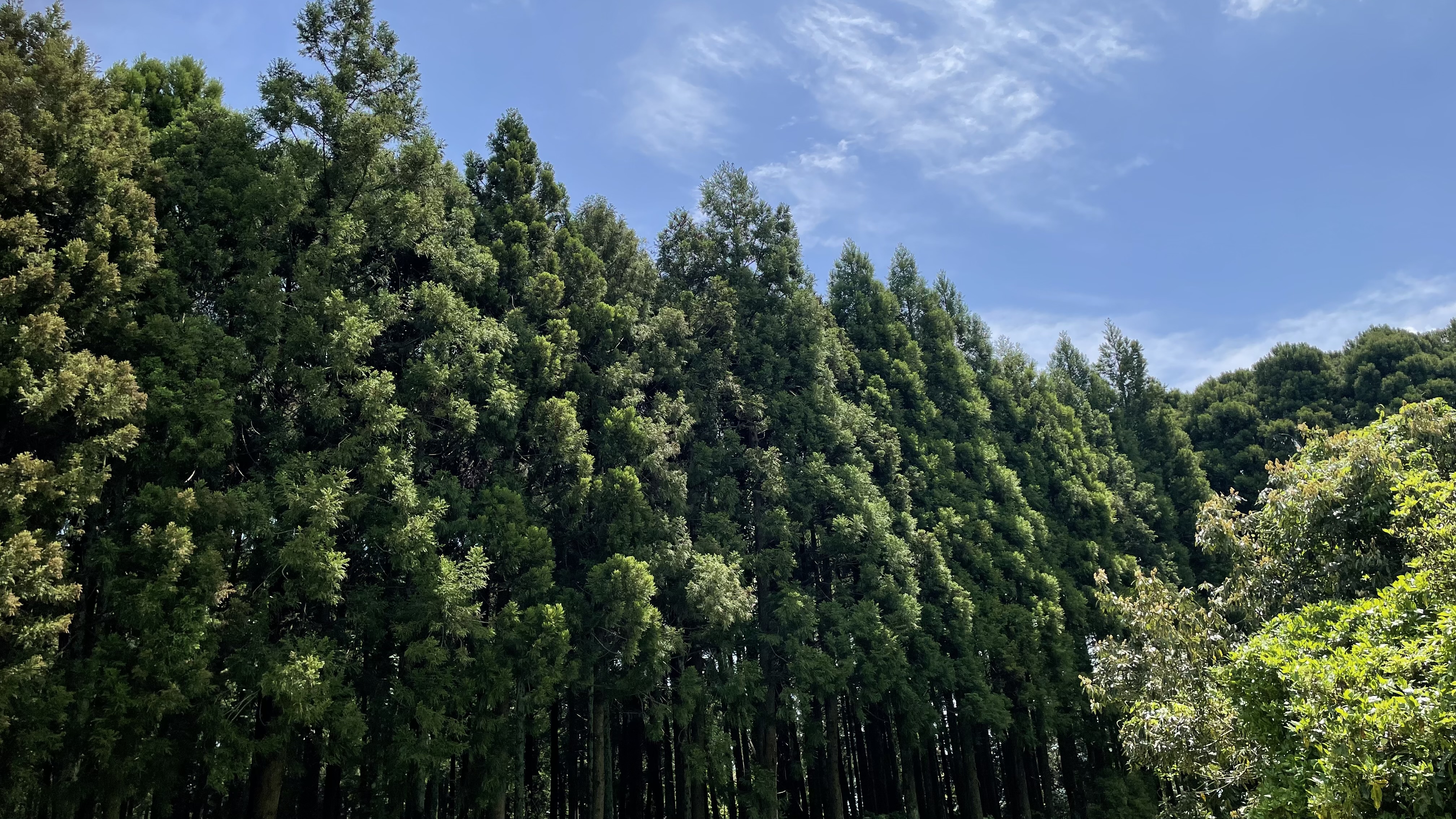 山林/竹林整備の画像